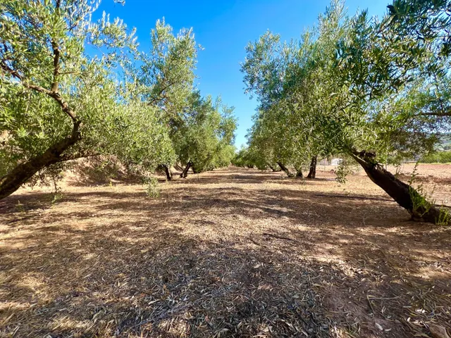 ALBOLOTE - PANTANO CUBILLAS — 13