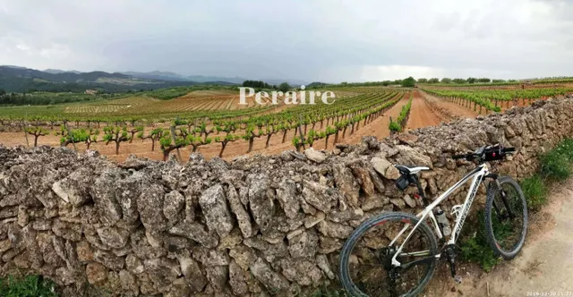 BODEGA CON VIÑEDOS, 25 HECTÁREAS — 20