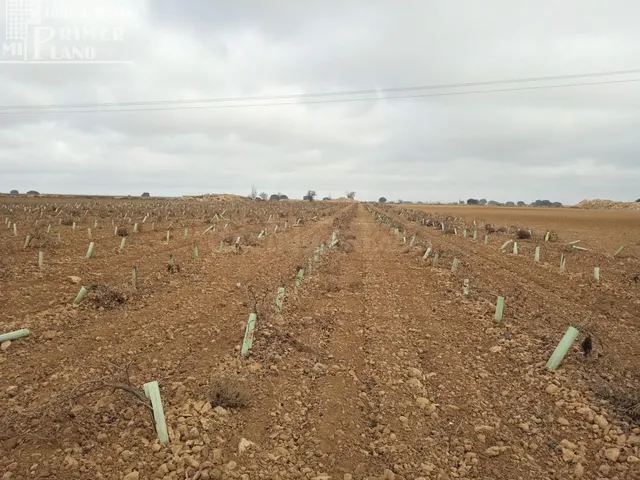 Se venden 16 hectareas de viña en la zona de cantivano y Min - foto 4