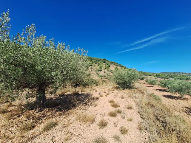 Terreno agrícola con olivos, almendros y vistas al Castillo de Castalla — 17.000 € — 8