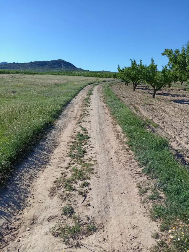 Parcela en venta - Campo de ricote