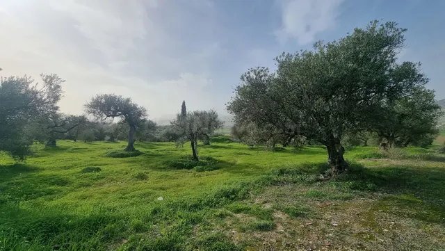 Finca rústica con olivos en Alhaurín el Grande - Costa del S