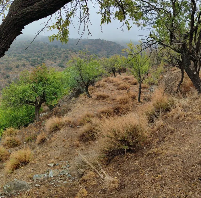 VENTA EN SIERRO ( ALMERÍA ) DE TERRENO PARA CAZA. — 14