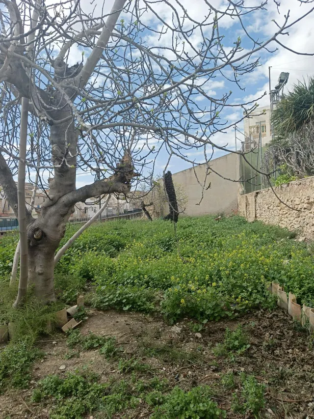 Gran casa en Aspe con inmenso jardín. — 8