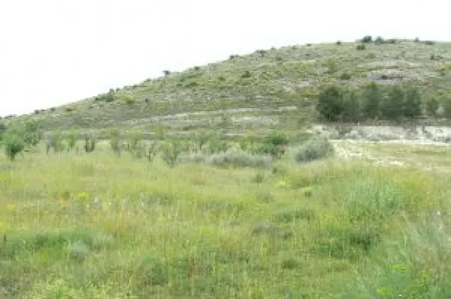 Terreno rural en venta - MONOVAR RURAL - foto 4