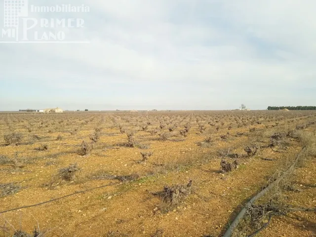 Se venden 7,4 hectareas de viña airen de regadio con pozo de - foto 2