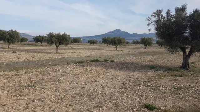 SE VENDE CUATRO PARCELAS EN SALINAS, DOS DE 50.000m Y DOS DE