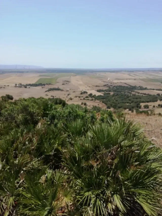 Finca Rústica 8 Has. en Vejer. - foto 2