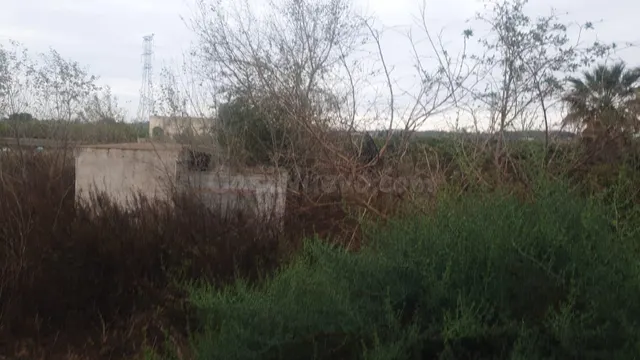 FINCA RUSTICA EN SAN MIGUEL DE SALINAS (ZONA LA MARQUESA) - foto 2