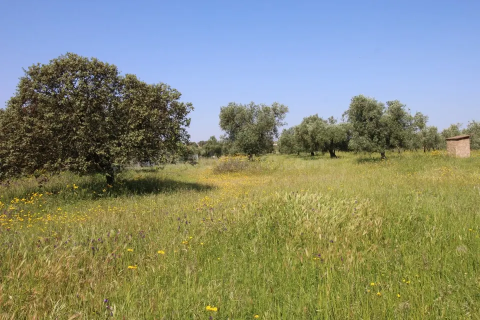 Terreno rural en venta - Alrededores