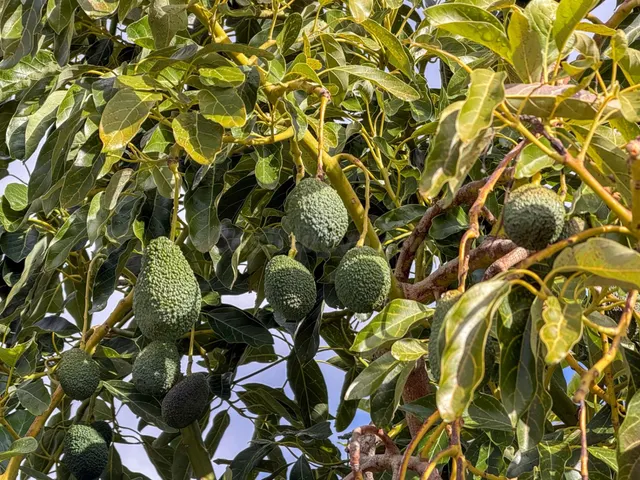 Finca rústica de AGUACATES con CONTRUCCIÓN de 37 m2 en Los G - foto 2