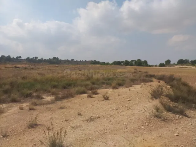 SE VENDE PARCELA EN JUMILLA - foto 5