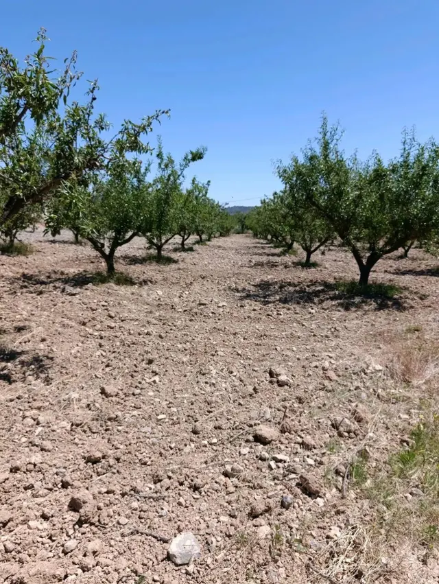 “Terreno rústico de 6.681 m2 en Cehegín – Paraje El Chaparral” — 3