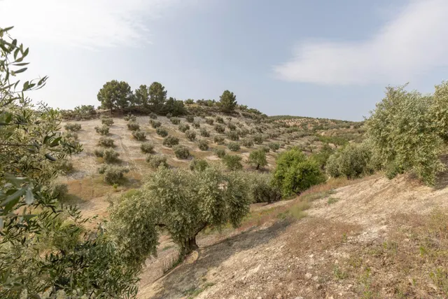 Olivar en venta - JAYENA — 11