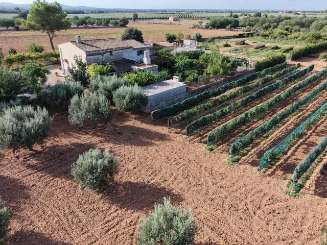 Finca en Son Mesquida: un proyecto de vida en el campo mallorquín — 6