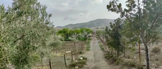 Finca agrícola y ganadera de 25.000 m2 con pozo propio, placas solares y plantación en producción en Gérgal — 7