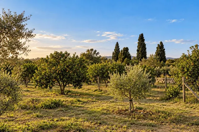 Finca rústica ideal para caballos, en Palma — 16