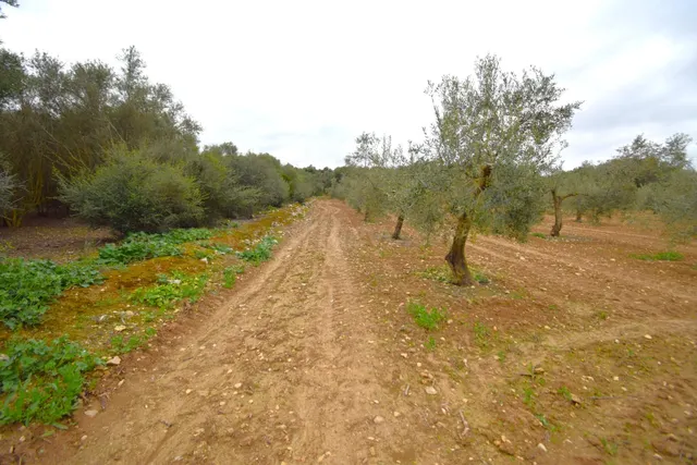 Finca rústica con olivos en Muro - foto 4