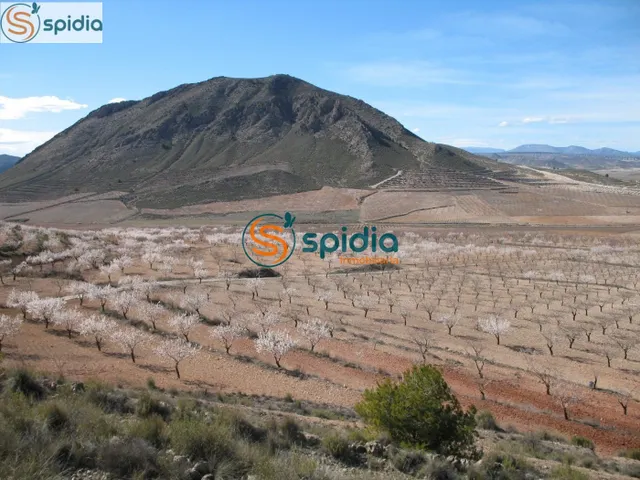 Parcela de 2Ha y 39 Áreas con vistas panorámicas a almendros - foto 5