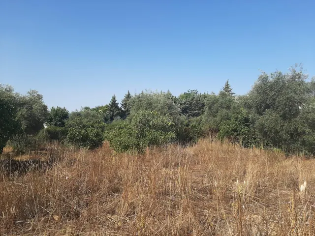 Parcela muy próxima al pueblo de Casas de Don Antonio - foto 3