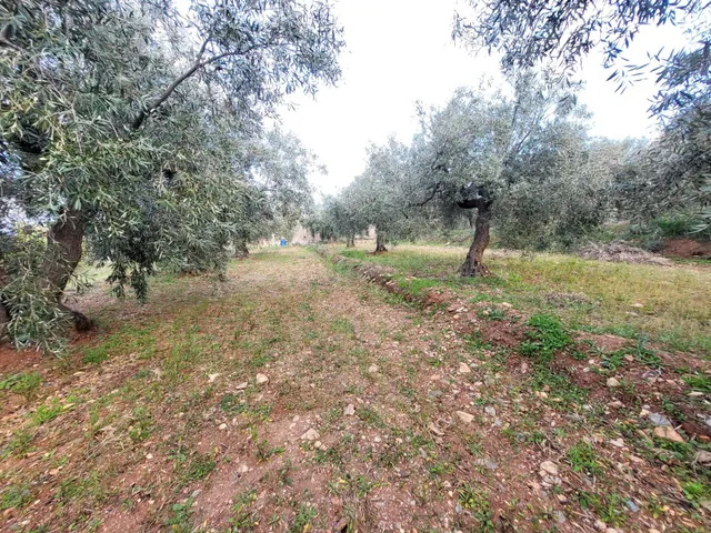 SE VENDE PARCELA DE OLIVOS EN ABRUCENA - foto 4