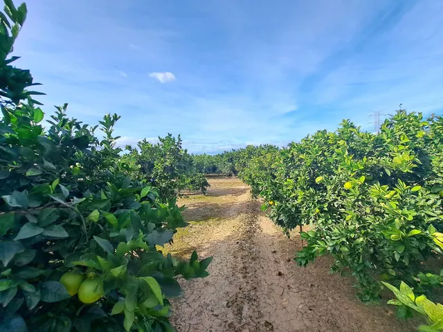CAMPO DE NARANJOS EN PRODUCCIÓN — 4