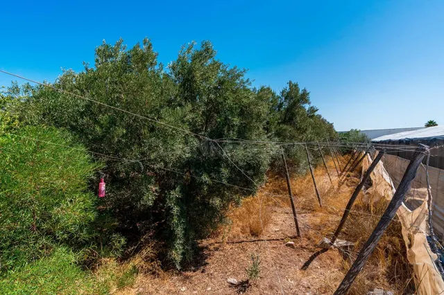 FINCA RÚSTICA EN EL EJIDO JUNTO AL POLIGONO CIAVIEJA - foto 5