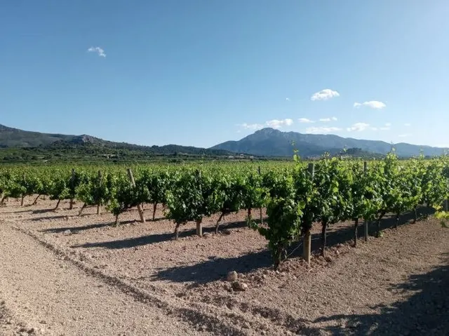CASTELLÓ DE RUGAT (VALENCIA) - GRAN PARCELA - SE VENDE — 3