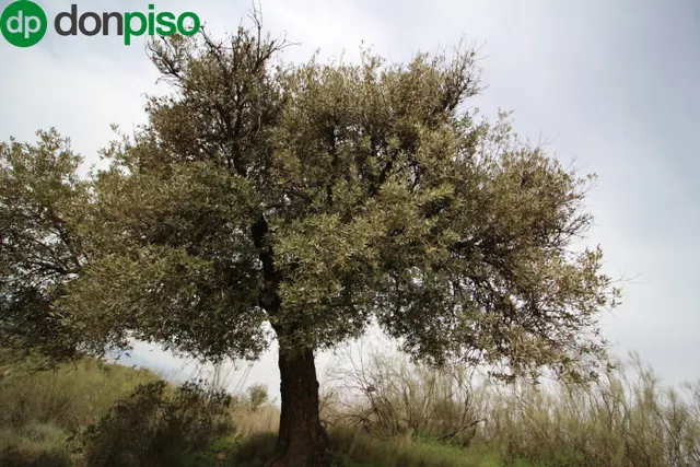 FINCA EN CORTIJO SAN JERÓNIMO (BARTODANO) — 42