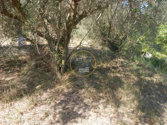 OPORTUNIDAD PARCELA DE REGADÍO CON ÁRBOLES FRUTALES EN PLENA PRODUCCION EN ONTINYENT — 21