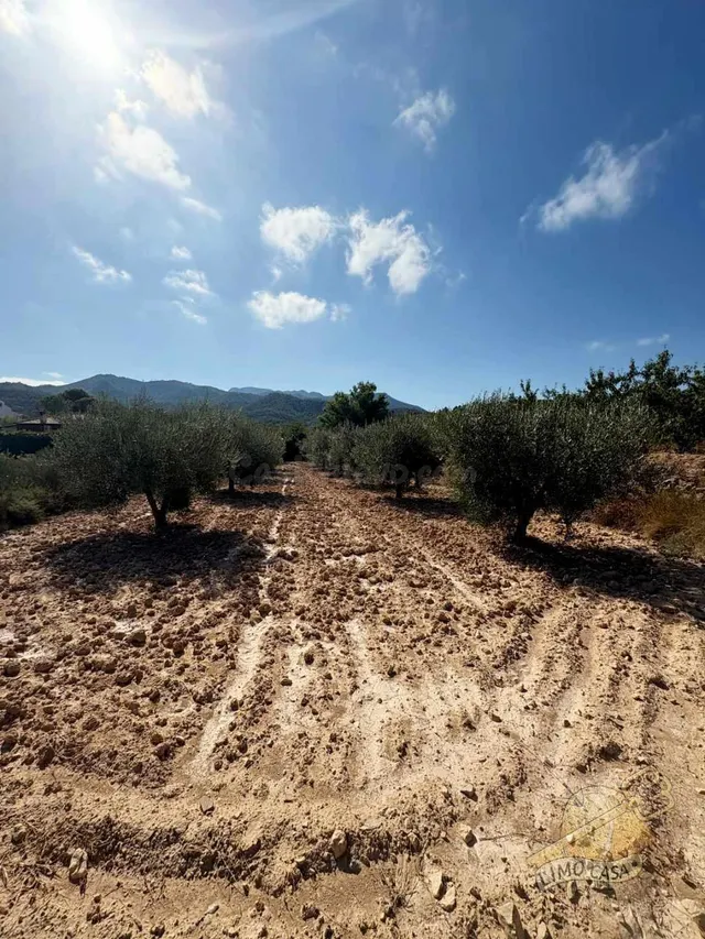 Parcela 99m² en venta - Ricote - foto 5