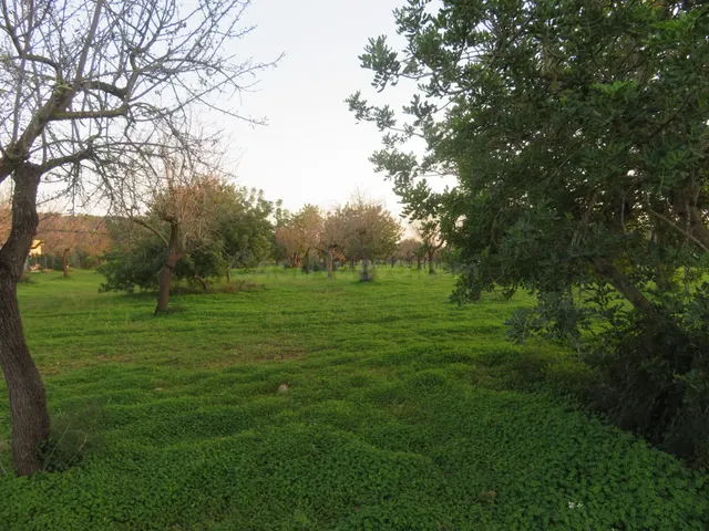 Finca rústica en venta en Selva — 5