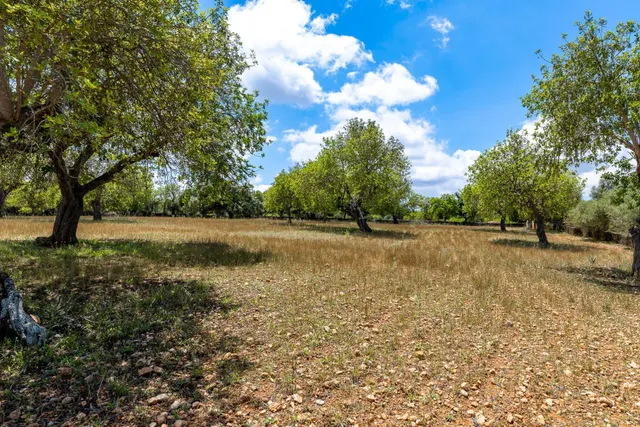 ALGAIDA, MAGNIFICA FINCA RUSTICA DE 121.000 M2 CON CASA — 13