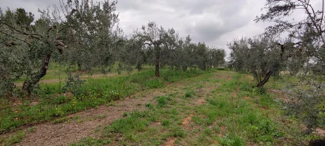 TERRENO TERCIARIO EN MAIRENA DEL ALJARAFE — 5