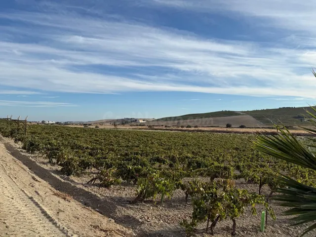 VIÑEDO DE 24,40Ha 1300m2 NAVES Y 400M2 RESTAURANTE - foto 4