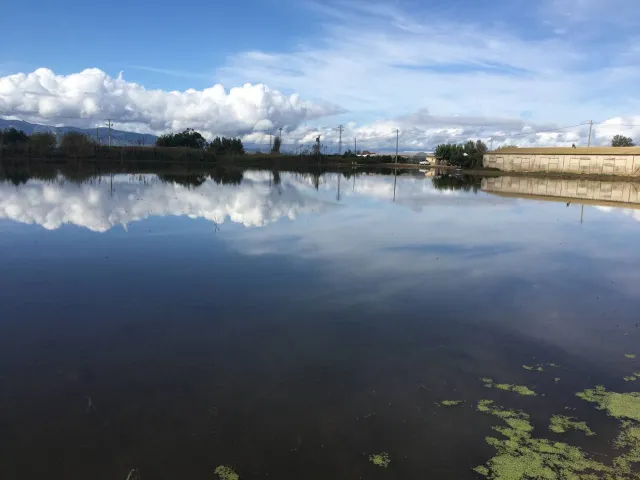GRANJA AVICOLA,CASA Y ARROZAL EN VENTA!!! — 12