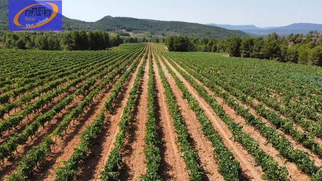 EN VENTA FINCA DE VIÑEDOS EN COFRENTES DE 209 HECTAREAS — 9
