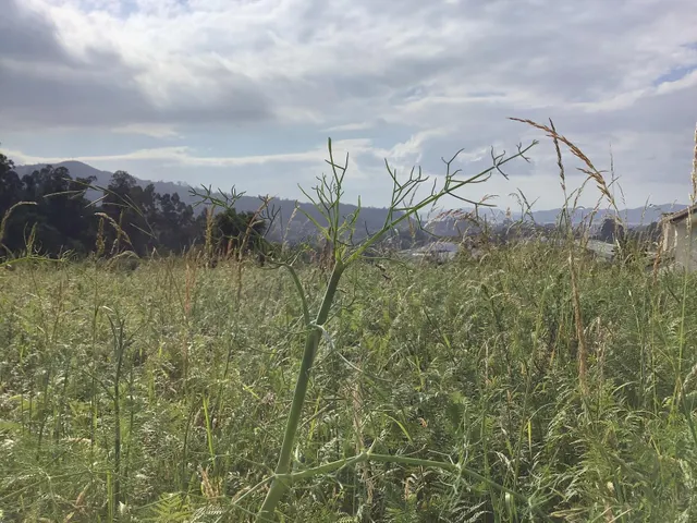 Terreno con proyecto de ejecución en camino Galeota, Beade — 3