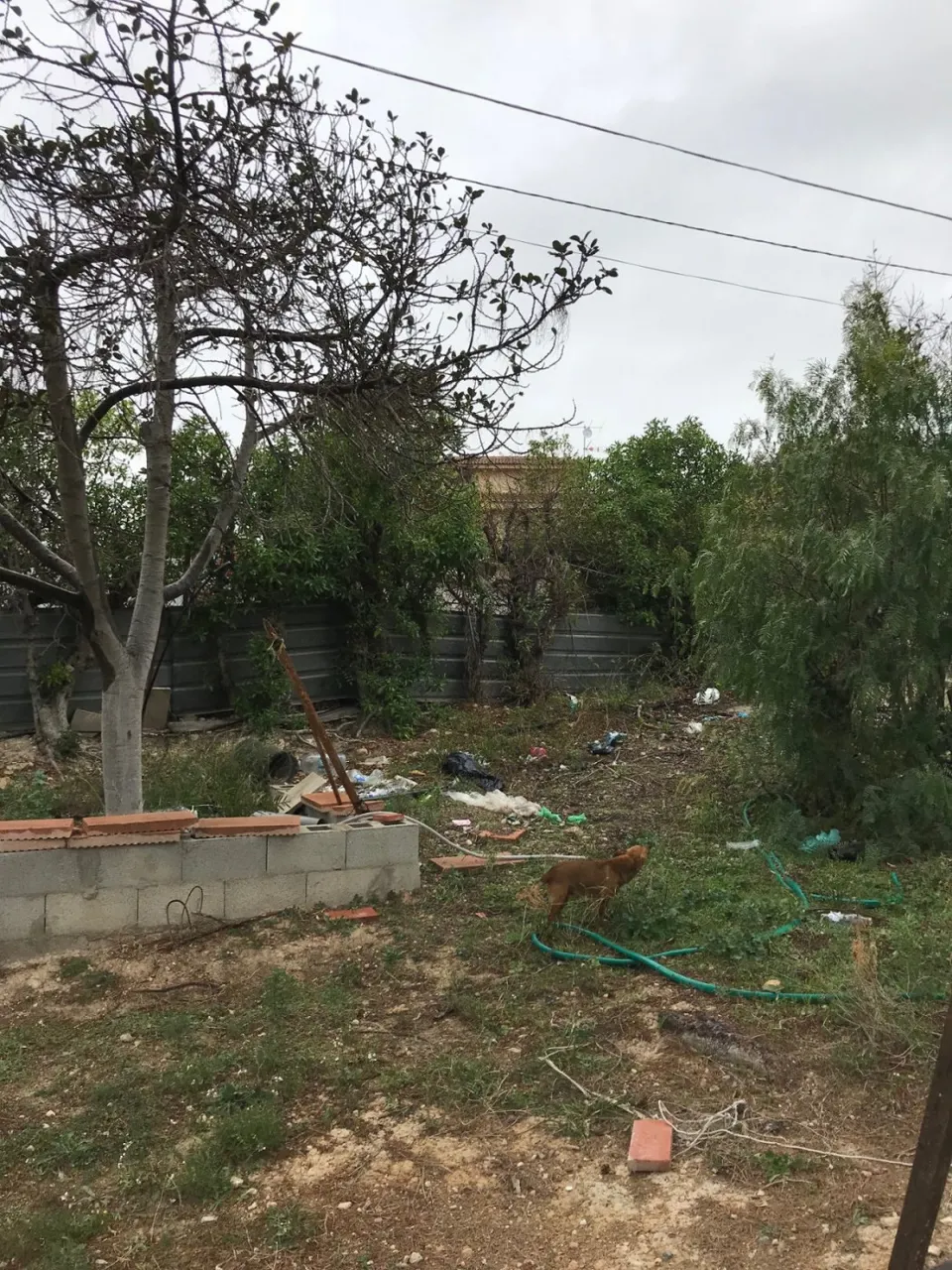 Terreno urbano con casa y pinada en San Vicente del Raspeig