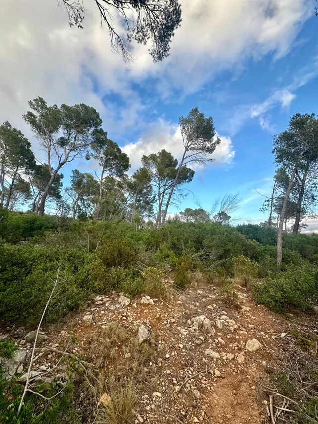 Terreno Rústico de 12.240 m2 en S’Arracó (Andratx) | Vistas al Mar, Cueva Natural y Pago Aplazado — 4