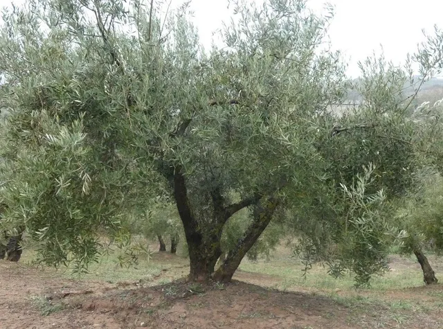 Finca rústica en Peligros – Ideal inversión o explotación agrícola — 29