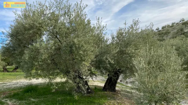 Olivar intensivo cerca de Baena — 2