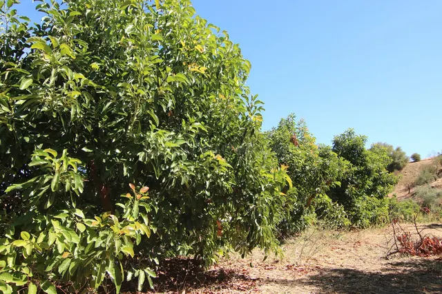 Finca rústica 2 habitaciones 62m² en venta - South of spain — 5