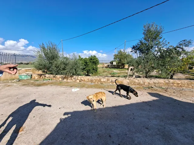 FINCA RURAL CON 4 VIVIENDAS Y NAVE — 40
