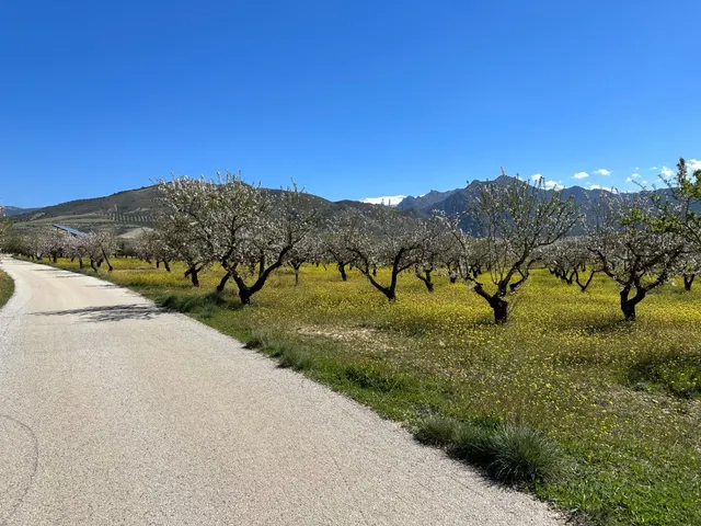 Venta de finca rustica de 6,5 hectareas de almendros y algunos olivos en dilar — 15