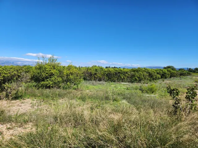 Fantástico terreno de naranjos — 5
