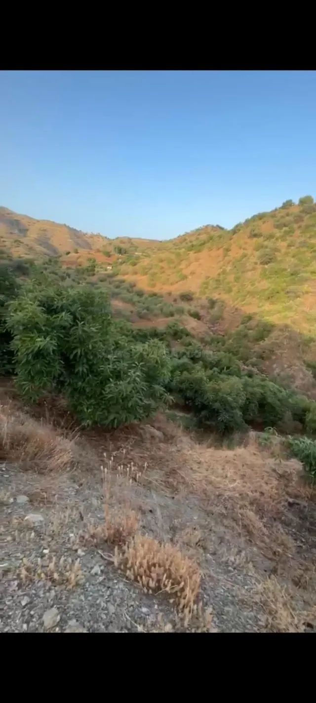EN VENTA: MAGNÍFICA FINCA RÚSTICA DE MANGOS EN LA AXARQUÍA ( - foto 2
