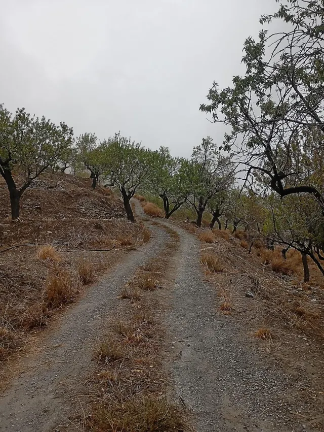 VENTA EN SIERRO ( ALMERÍA ) DE TERRENO PARA CAZA. — 6