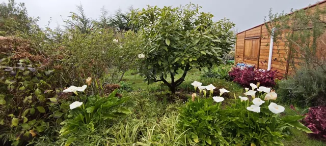 Se vende finca rústica con casa de madera y vistas al Teide  - foto 2