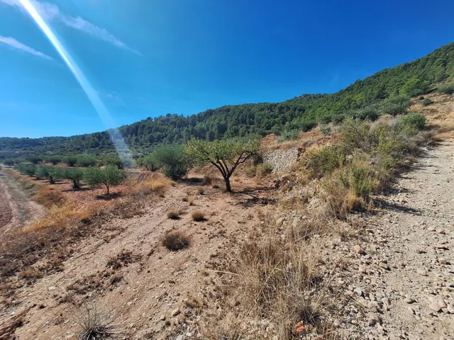 Terreno agrícola con olivos, almendros y vistas al Castillo de Castalla — 17.000 € — 11